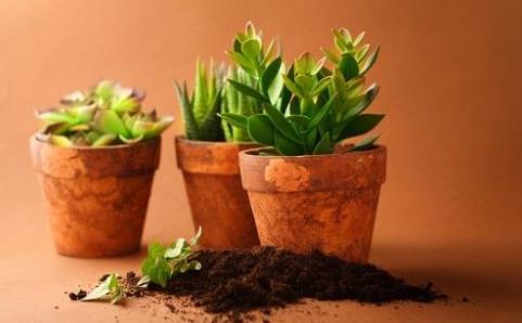 美容院開店可以送盆栽